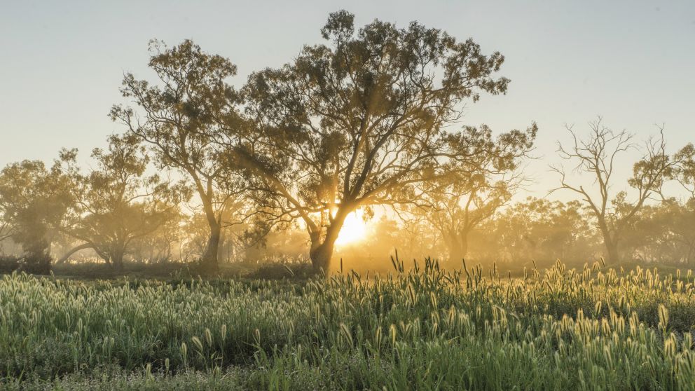 Scenic country in Balranald